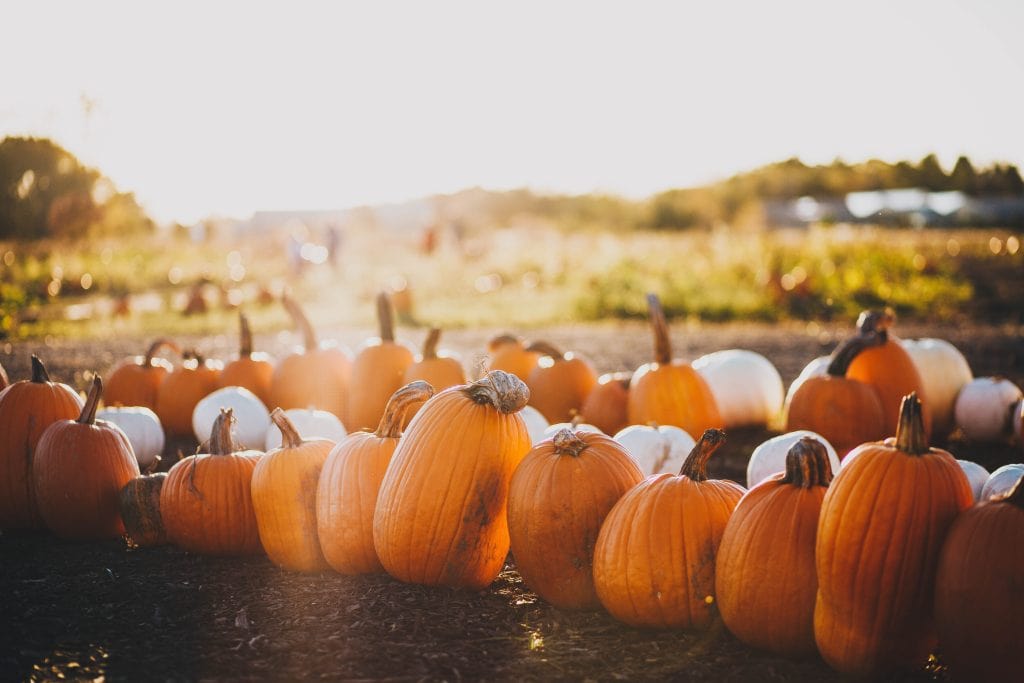 Pumpkins at Waterford Pumpkinfest in Waterford, Ontario